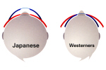 SWANS 日本人の頭部形状を基に設計されたフレーム構造